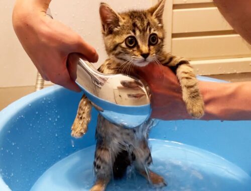 雨の中保護した子猫を、初めてお風呂に入れたら…