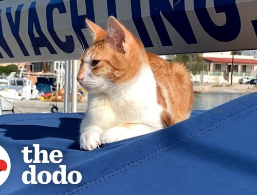Kitten Shows Up On Couple's Boat And Stays Forever | The Dodo