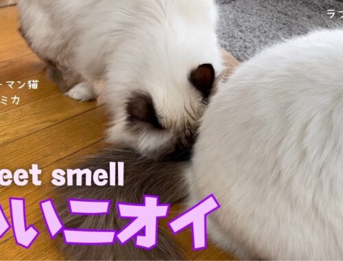 バーマン猫ミカとラフ【いいニオイ】Sweet smell（バーマン猫）Birman/Cat