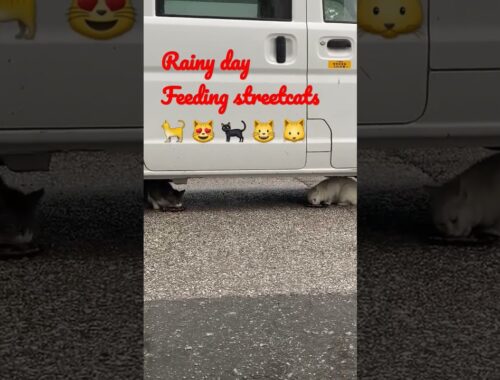 feeding cute straycats in kochi Shi,japan part-17 #日本 #猫 #地域猫 #ねこ動画 #かわいい猫  #shorts #viral #straycat