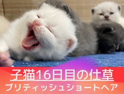 【ブリティッシュショートヘア子猫】ウフフと微笑ましい仕草