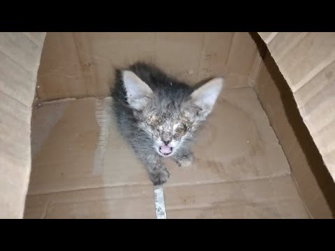 Rescue a sick kitten who was about to lose his sight (part 1)