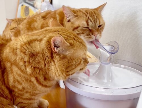 今日もいっしょに水を飲むマンチカンの親子猫に癒されました！【癒し系】