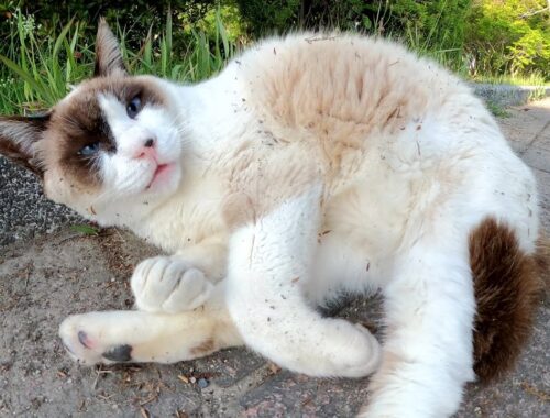 タヌキのようなシャム猫が体を丸めてリラックスしていた