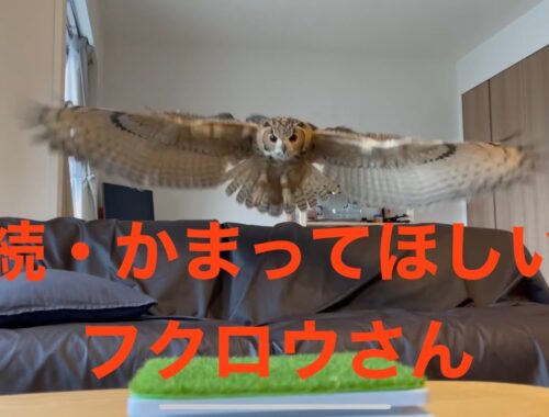 【ベンガルワシミミズク】#67 続・かまってほしいフクロウさん indian eagle owl
