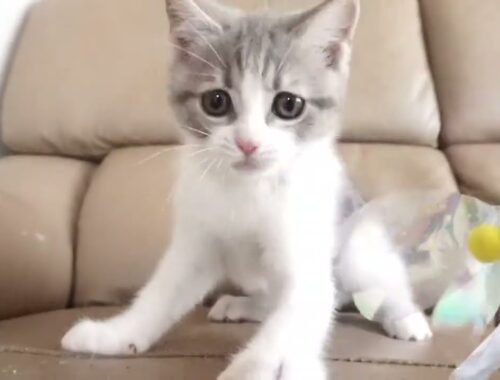 ブリティッシュショートヘアー子猫　British Shorthair　2023.2.12産まれ　ブルータビー&ホワイト　女の子　シーダキャット猫のお店