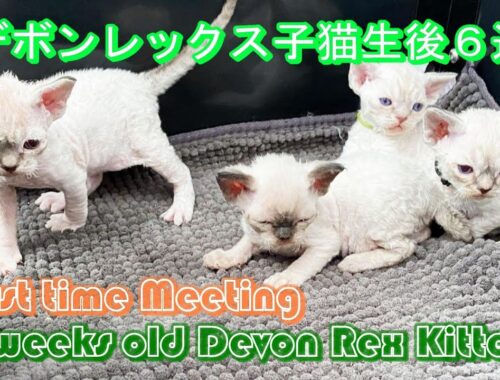 First time meeting with 6 weeks old Devon Rex kittens / デボンレックスの子猫に会いに行きました。