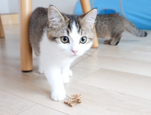 Kittens Fifi and Lili played with by Cat Dancer are too adorable!