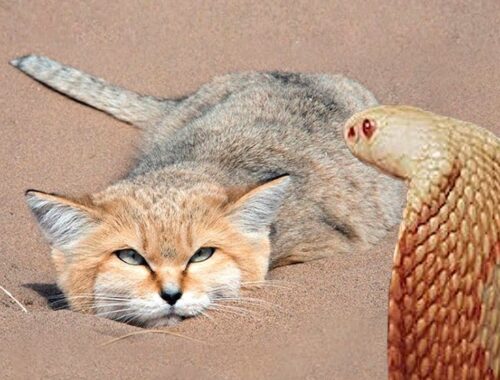 ヘビやサソリを襲う、世界最強の野生ネコ！スナネコの素顔とは？