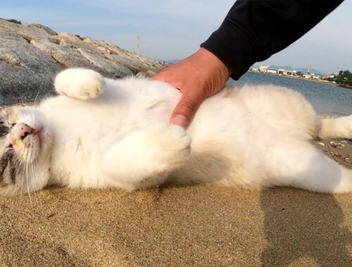 シャムミックスの美猫が砂浜でお腹を見せてナデナデを要求してきた