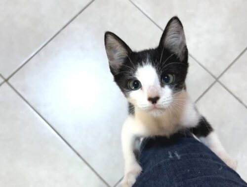 The spoiled Rescued kitten who climbed up to the owner to appeal was too cute...