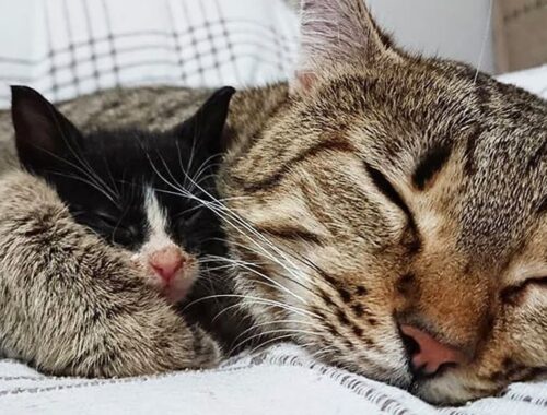 Cat Hears The Cries Of An Orphaned Kitten And Immediately Becomes Its New Mom
