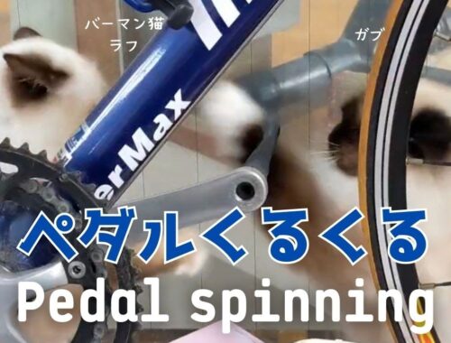 バーマン猫ラフとガブ【ペダルくるくる】Pedal spinning（バーマン猫）Birman/Cat