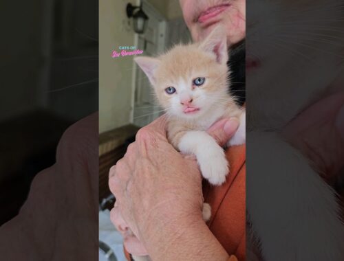 Eliza Update and New Rescue #catrescue #kitten #kittenrescue #cat #rescue