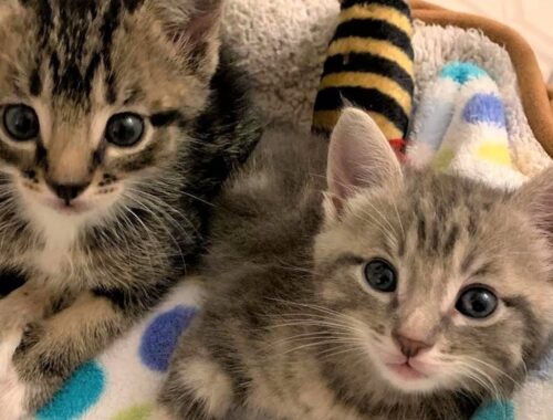 Rescue 3 Skinny Kittens Who're Precious And Super Cute