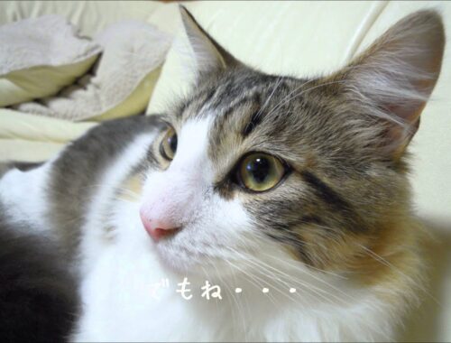 【メインクーン】売れ残っていた猫～マロの物語