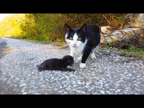 Rescue a cat and her little kitten
