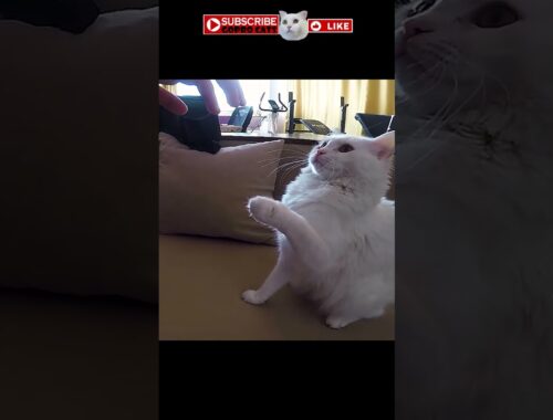 White cat playing carefully