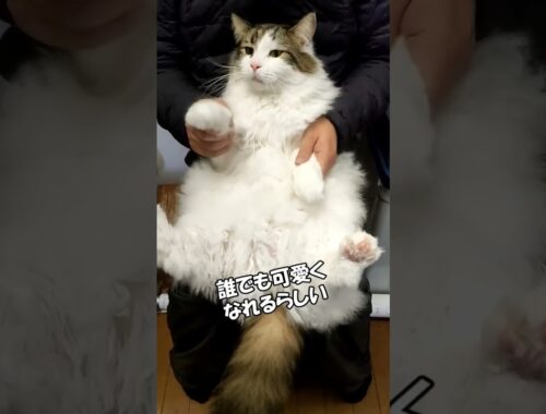 デカ猫でカワピー　メインクーン「まる」shorts131 #ねこ #猫 #shorts ♯大きい猫