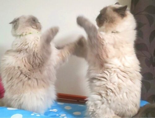 これが噂の猫ボクシングです【ヒマラヤン猫】