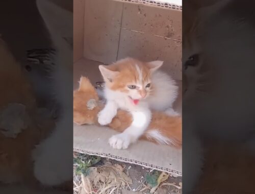 Abandoned Kitten Defends Her DYING Brother!