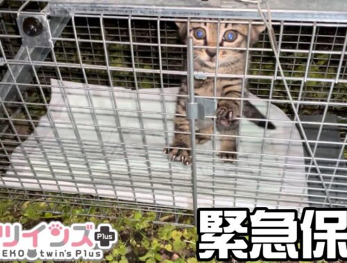 【子猫保護】気温4℃土砂降りの神社に捨てられた子猫