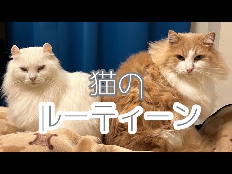 猫のルーティン動画【アメリカンカール】【ノルウェージャン 】【猫】