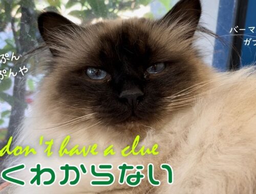 ちんぷんかんぷんやニャ【よくわからない】I don’t have a clue（バーマン猫）Birman/Cat