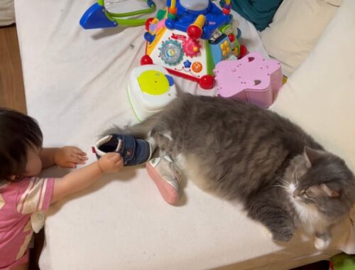 赤ちゃんから靴を履かされそうになる猫　ノルウェージャンフォレストキャット　A cat that is about to wear shoes from a baby