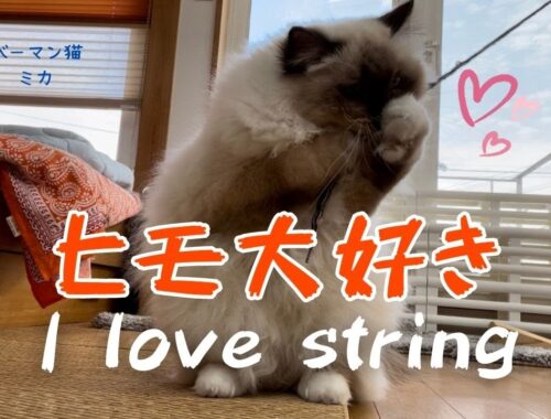 バーマン猫ミカとウリとラフとガブ【ヒモ大好き】I love string（バーマン猫）Birman/Cat