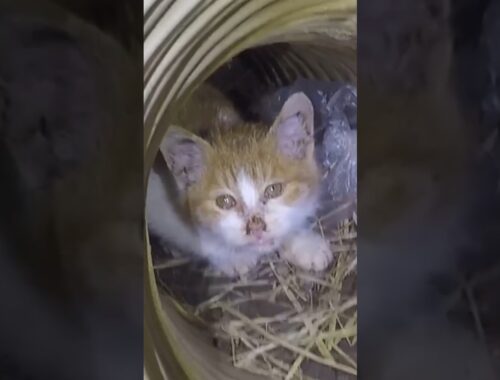 “Help Mom!” Kitten Trapped In Ditch Cried For Help!
