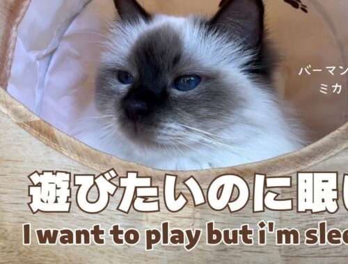 バーマン猫ラフ【遊びたいのに眠い】I want to play but i'm sleepy（バーマン猫）Birman/Cat
