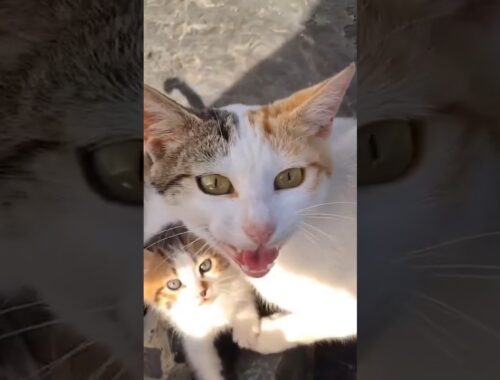 Stray Mother Cat Kept Meowing To Follow Her To Rescue Her Kittens!