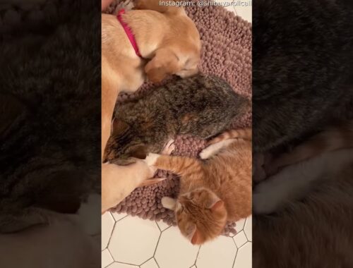 Chiweenie Helps Foster Kittens || ViralHog