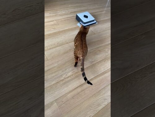 ロボット掃除機を見守るベンガル猫が可愛すぎる…！ #Shorts