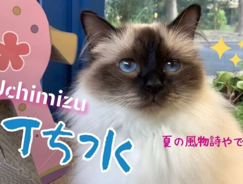 夏の風物詩【打ち水】Uchimizu （バーマン猫）Birman/Cat