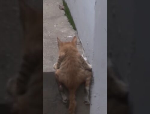 Poor Kitten With Disability Wanted To Run To His Mom!