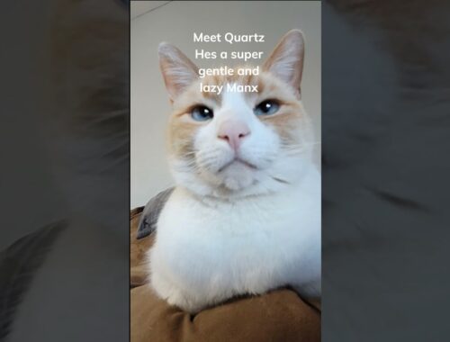 Meet Quartz My Manx Kity #shorts#manx#cat