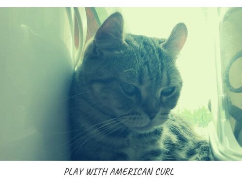 【癒し】猫カフェのやんちゃアメリカンカールと遊ぶ