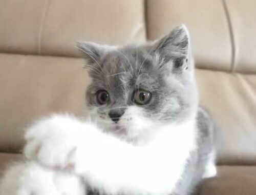 ブリティッシュショートヘアー子猫　British Shorthair　2023.2.25 産まれ　ブルー&ホワイト　女の子　シーダキャット猫のお店