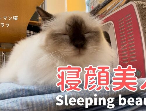 目を閉じたときニャ【寝顔美人】Sleeping beauty（バーマン猫）Birman/Cat