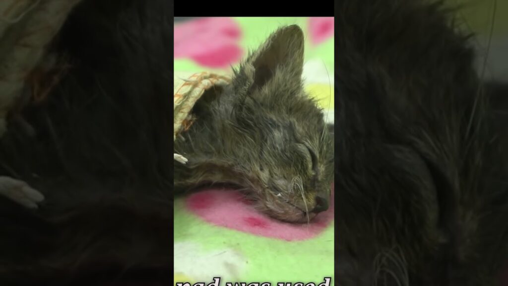 Rescuers Save Dehydrated Kitten Trapped in a Net #shorts #cat #animalrescue #rescue #kitten Rescuers Save Dehydrated Kitten Trapped in a Net #shorts #cat #animalrescue #rescue #kitten