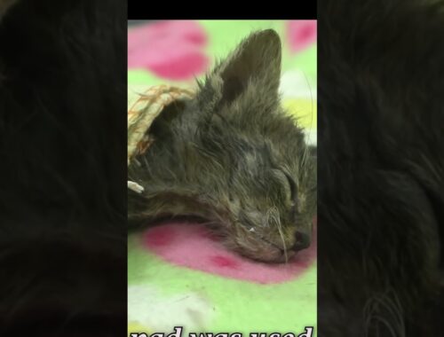 Rescuers Save Dehydrated Kitten Trapped in a Net #shorts #cat #animalrescue #rescue #kitten