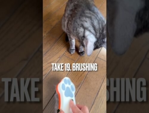＃ブラッシング してもらうより遊びたい猫にゃ#brushing #エジプシャンマウ #猫 #shorts