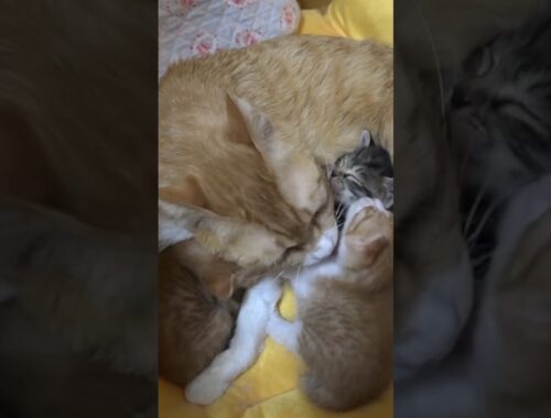 Kittens Thrown In Trash Bag Cry For Dear Life, Get Justice!