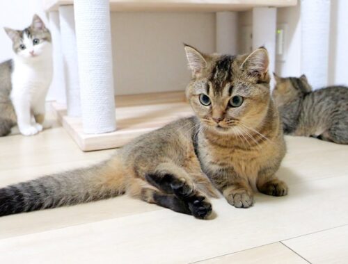 It is amazing how Lili the kitten stopped her mother and big sister from fighting!