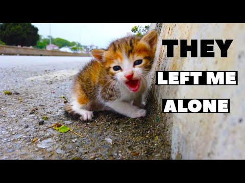 save poor kitten lost his mother