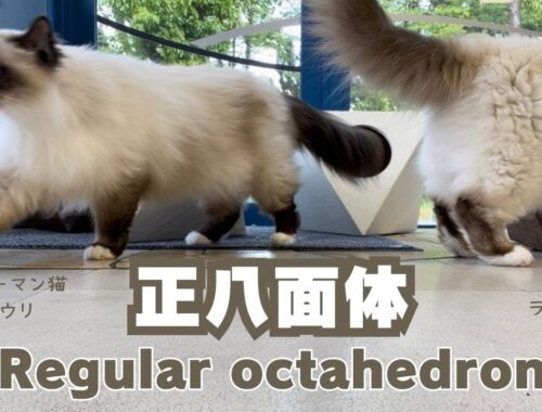 バーマン猫ウリとラフとミカ【正八面体】Regular octahedron（バーマン猫）Birman/Cat