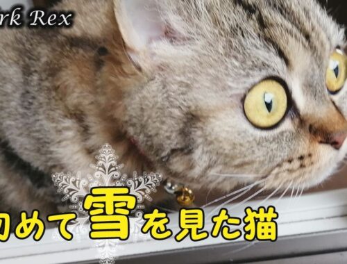 【セルカークレックス】初めて雪を見てビックリの表情の猫【セルカー女子】