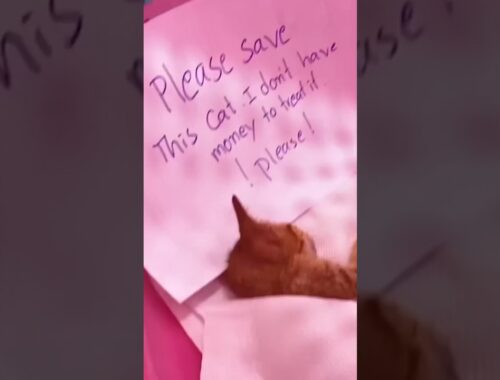 Owner Doesn’t Have Money To Care For His Kitten, Left Her By A Clinic To Be Saved!